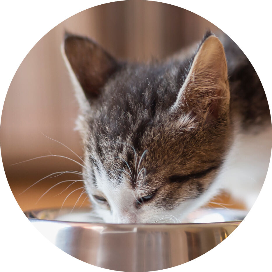 cat eating from bowl